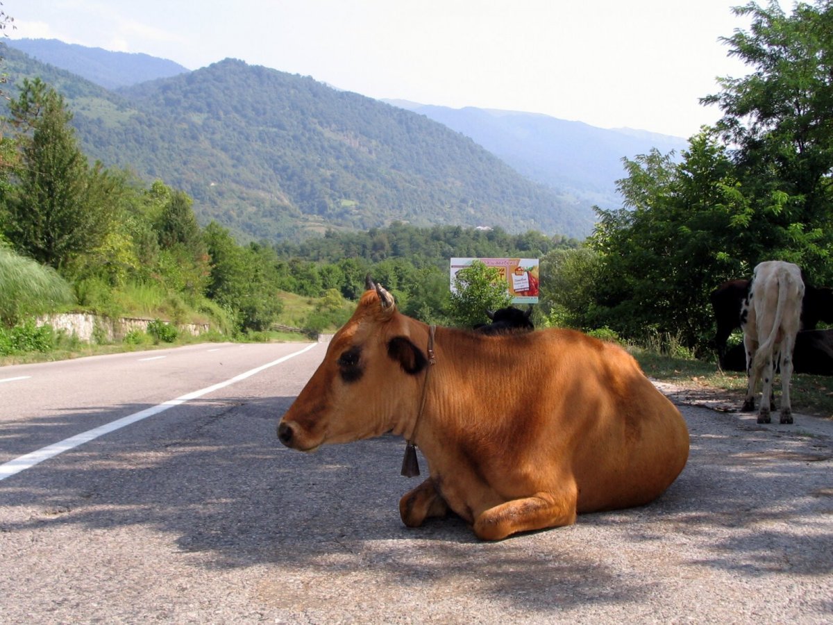 Коровы в Абхазии на дорогах (60 фото)