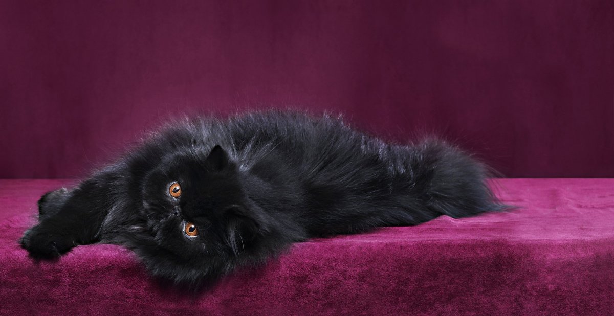 Персидская кошка черного окраса (73 фото)