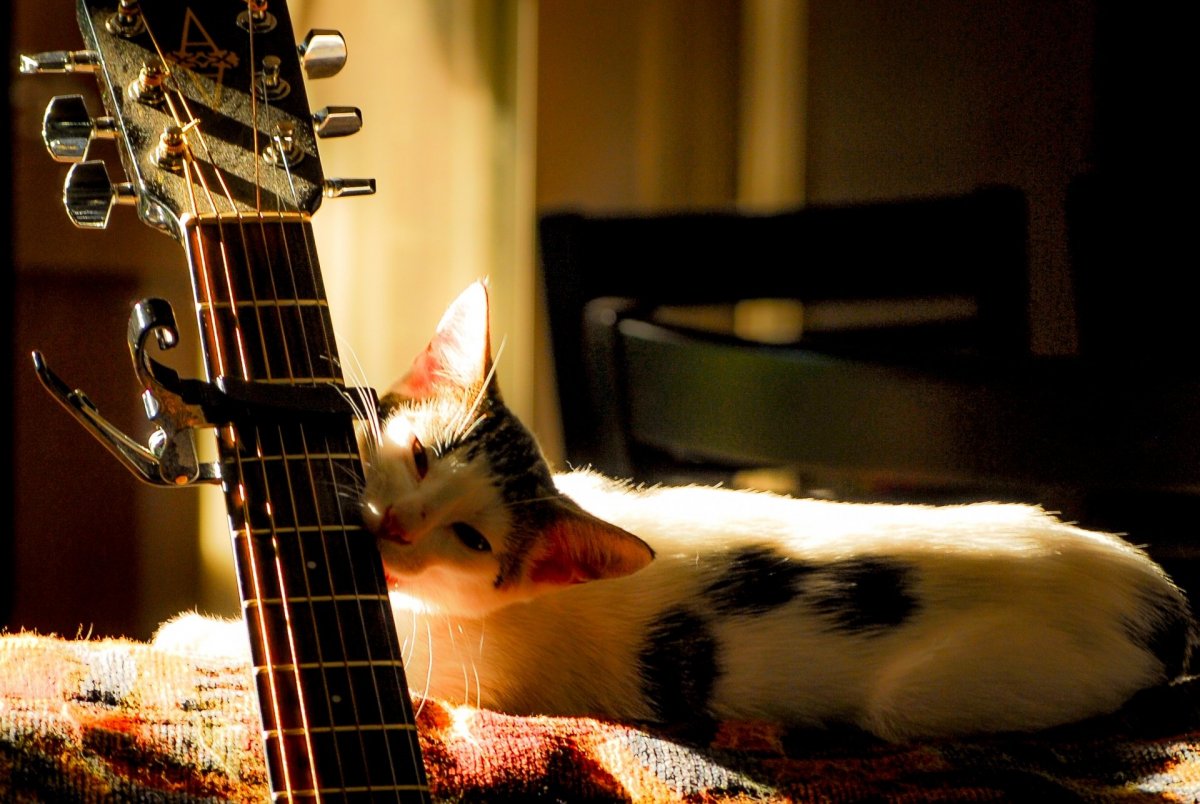 Коты с гитарой (70 фото)