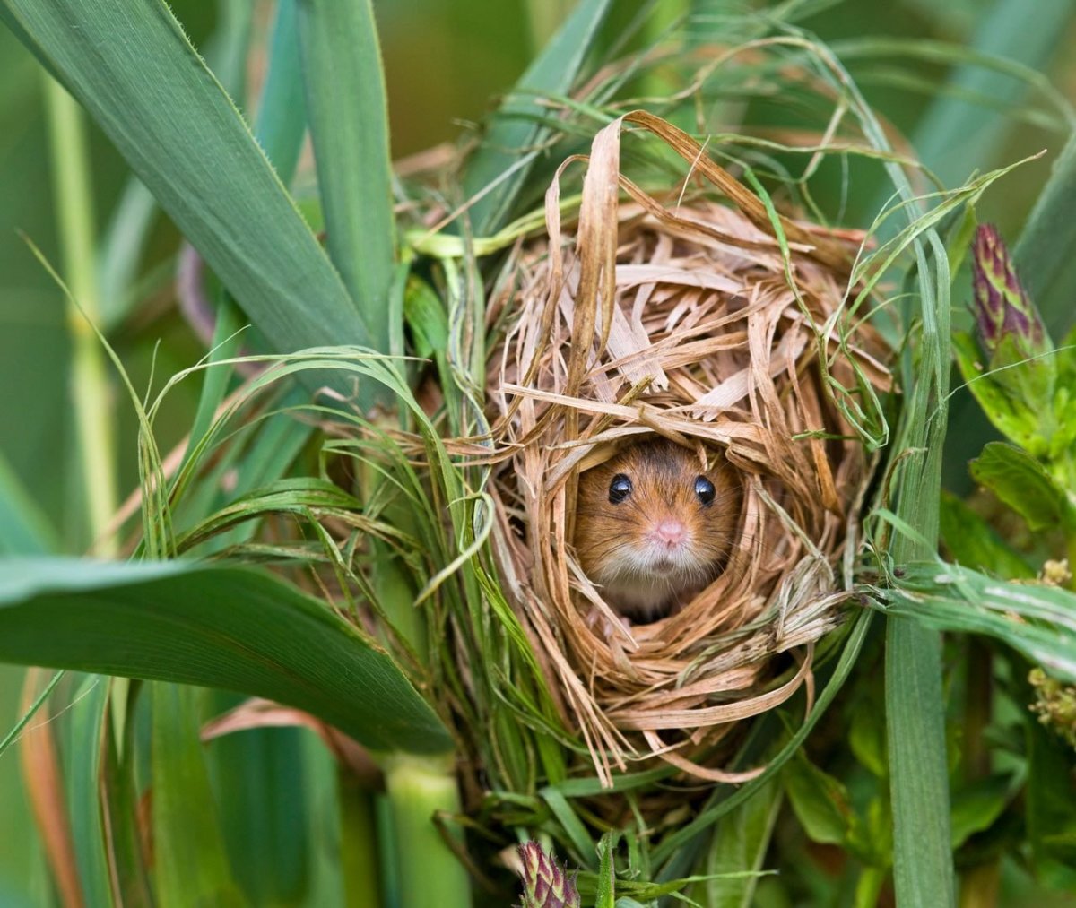 Гнездо мыши полевки (64 фото)