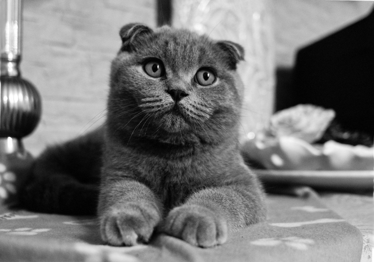 Кот британец черно белый (61 фото)