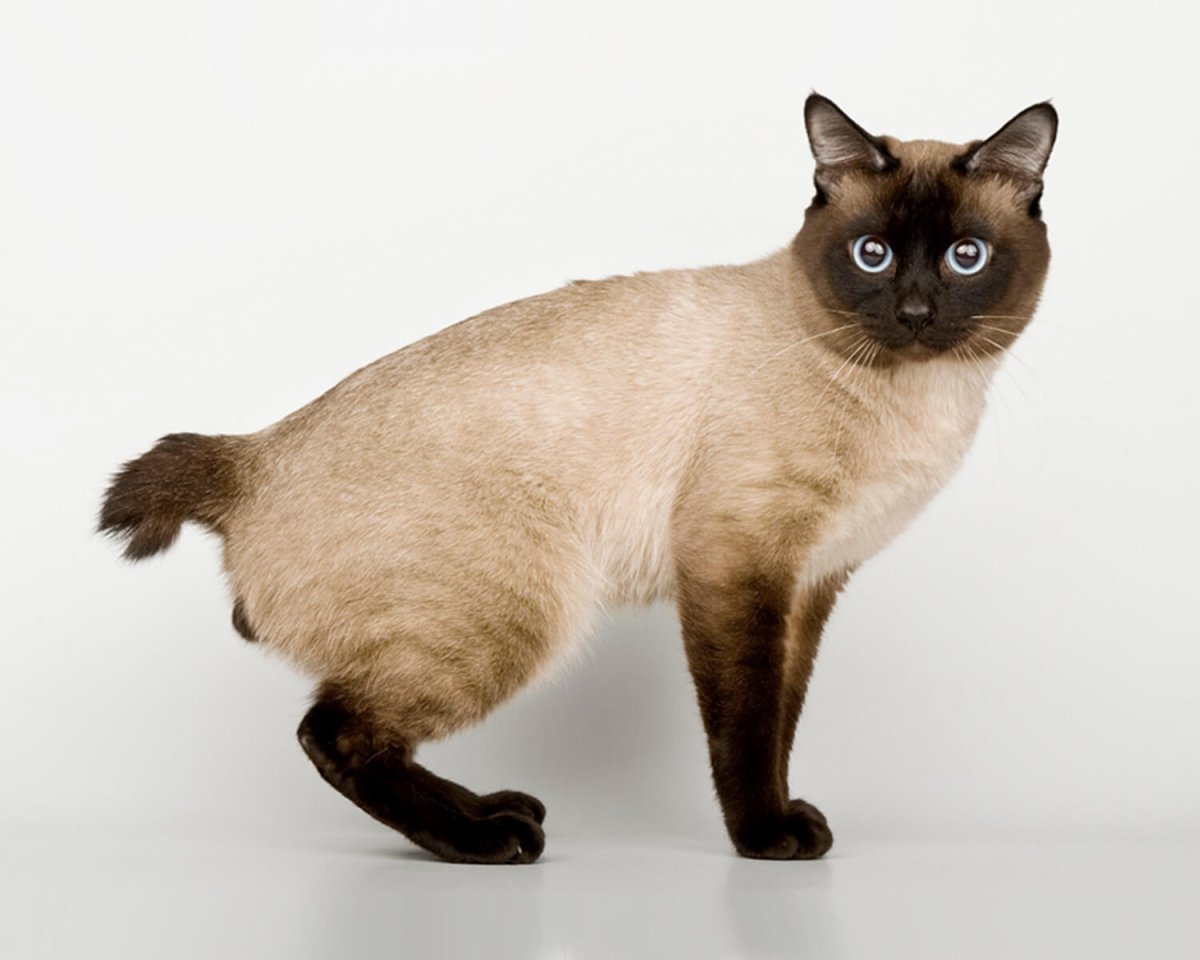 Сиамский кот с коротким хвостом (72 фото)