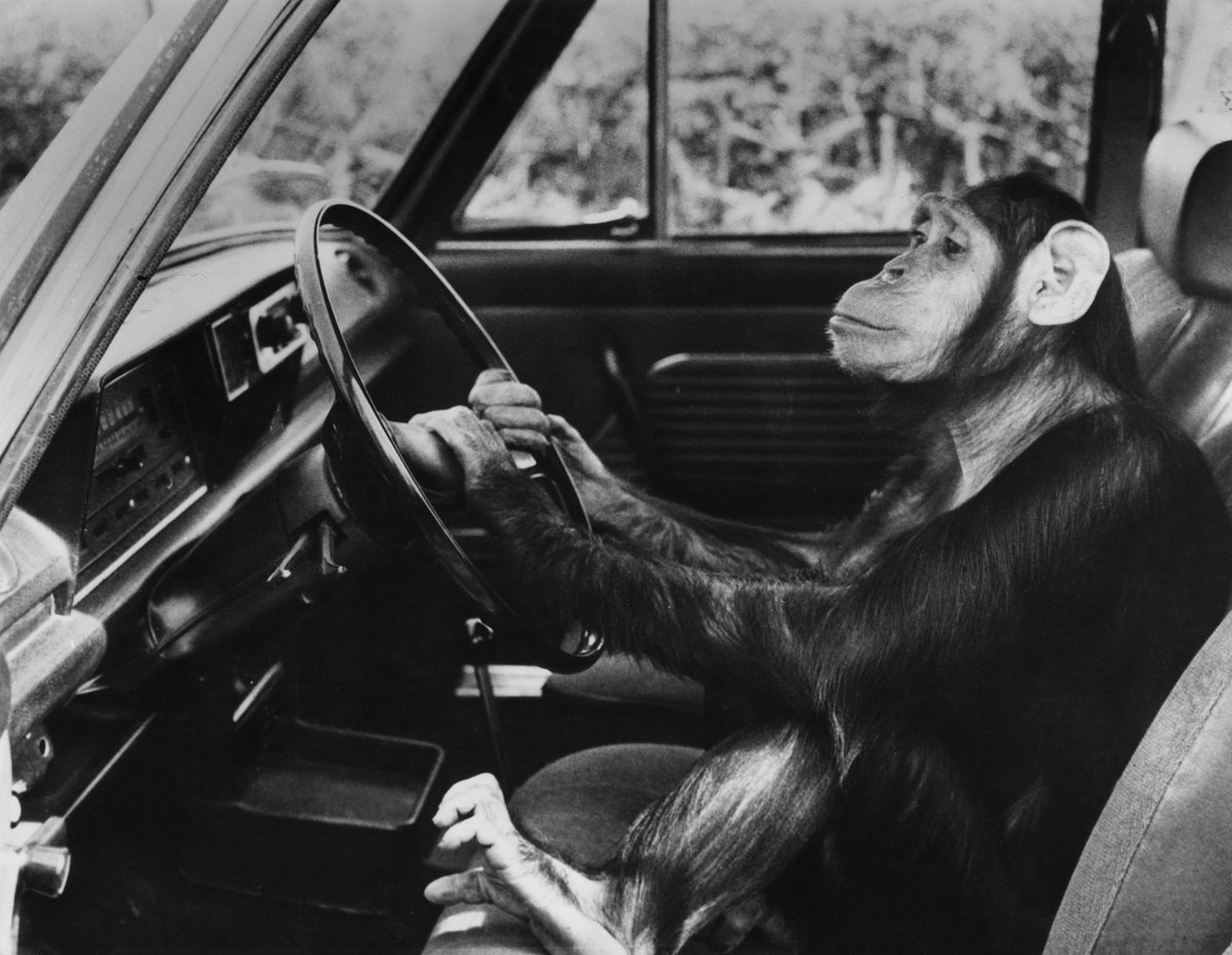 Monkey driving. Обезьяна за рулем. Обезьяна в машине. Мартифщка за рулём. Мартышка за рулем.