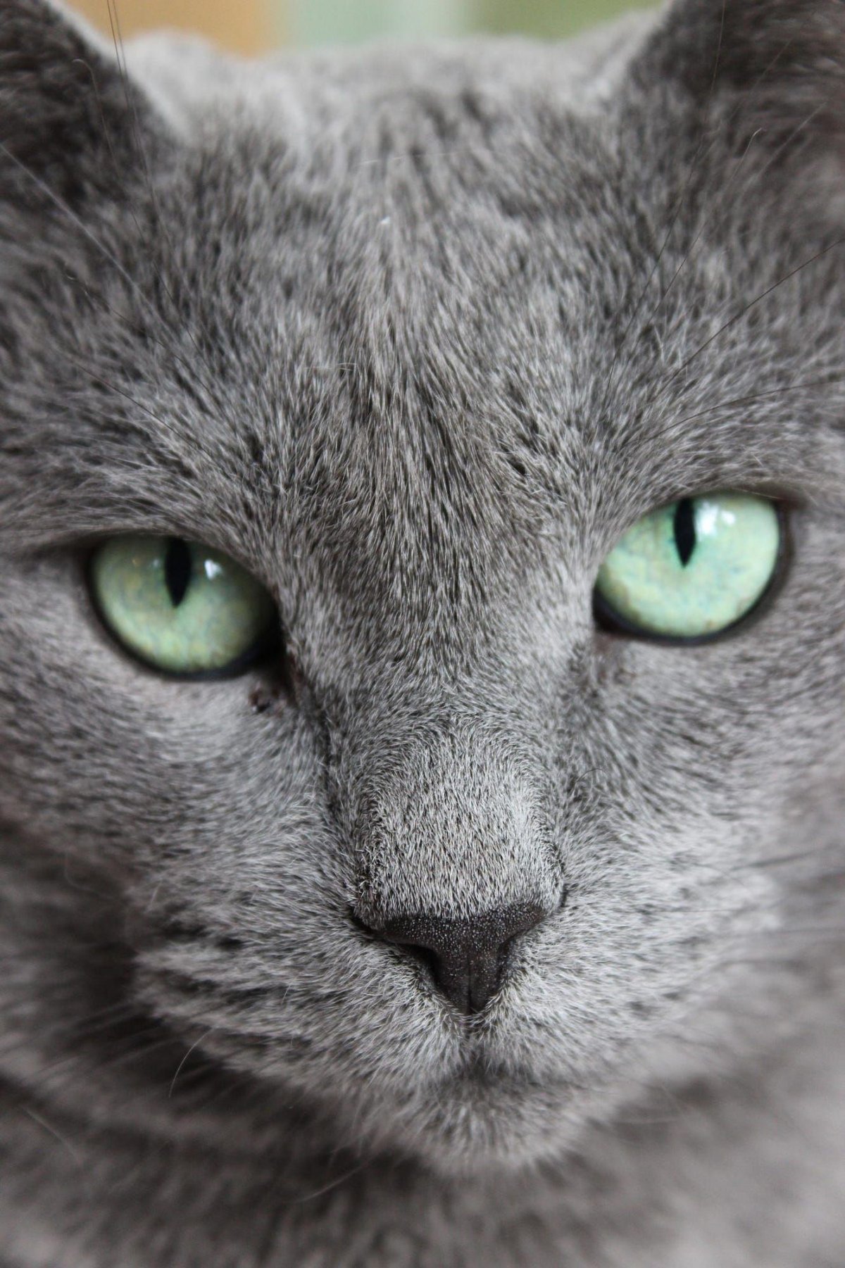 Британский кот с зелеными глазами (58 фото)