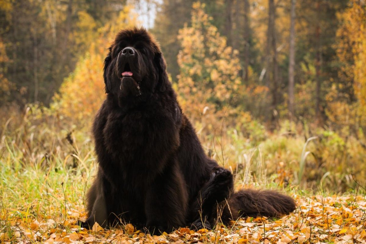 Черная мохнатая собака (63 фото)