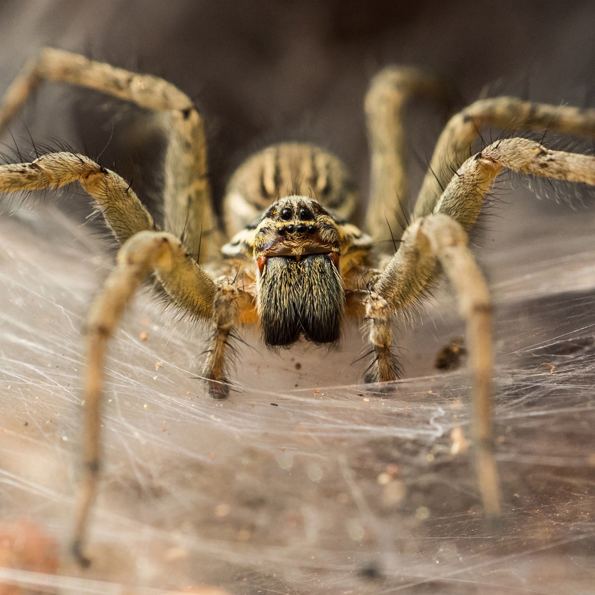 Spider am. Паук мухоед. Бразильский Странствующий паук. Пауки филодромиды. Бразильский паук путешественник.