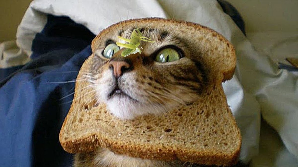 Коты в хлебе (70 фото)