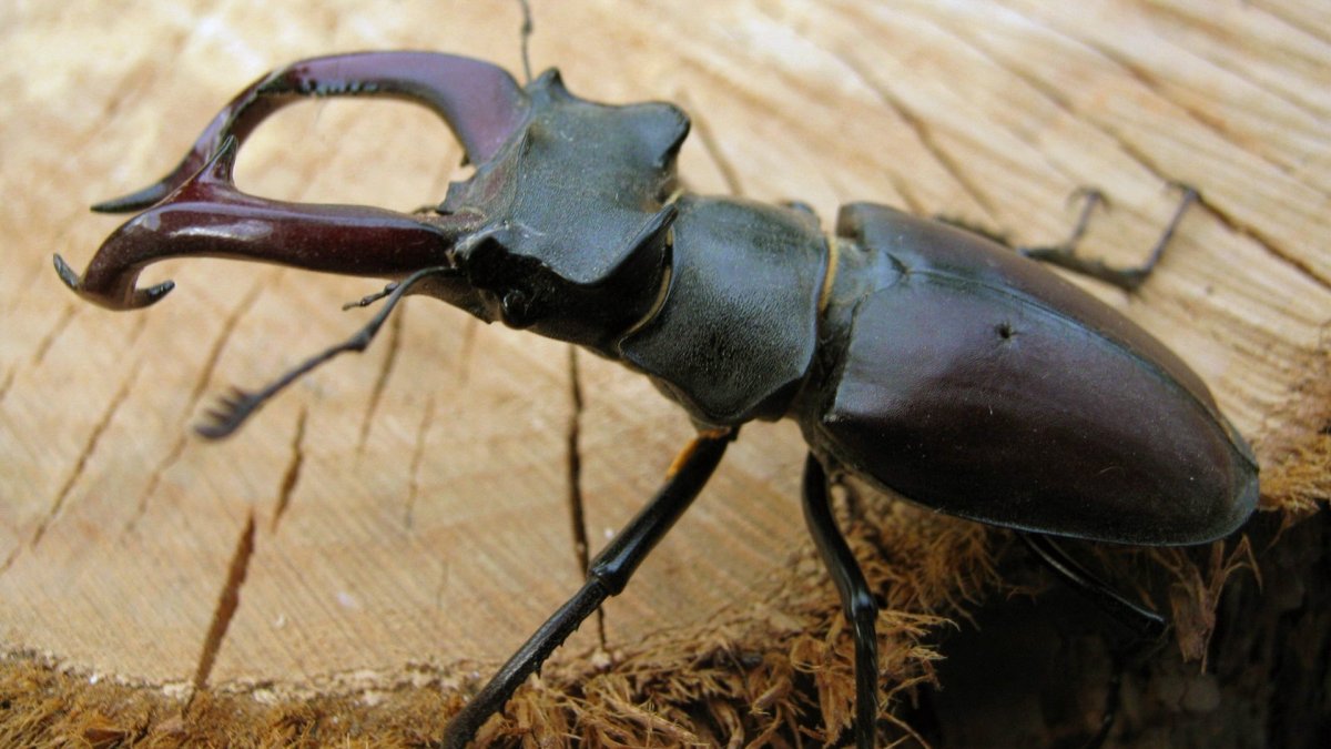 Большие жуки с рогами (75 фото)