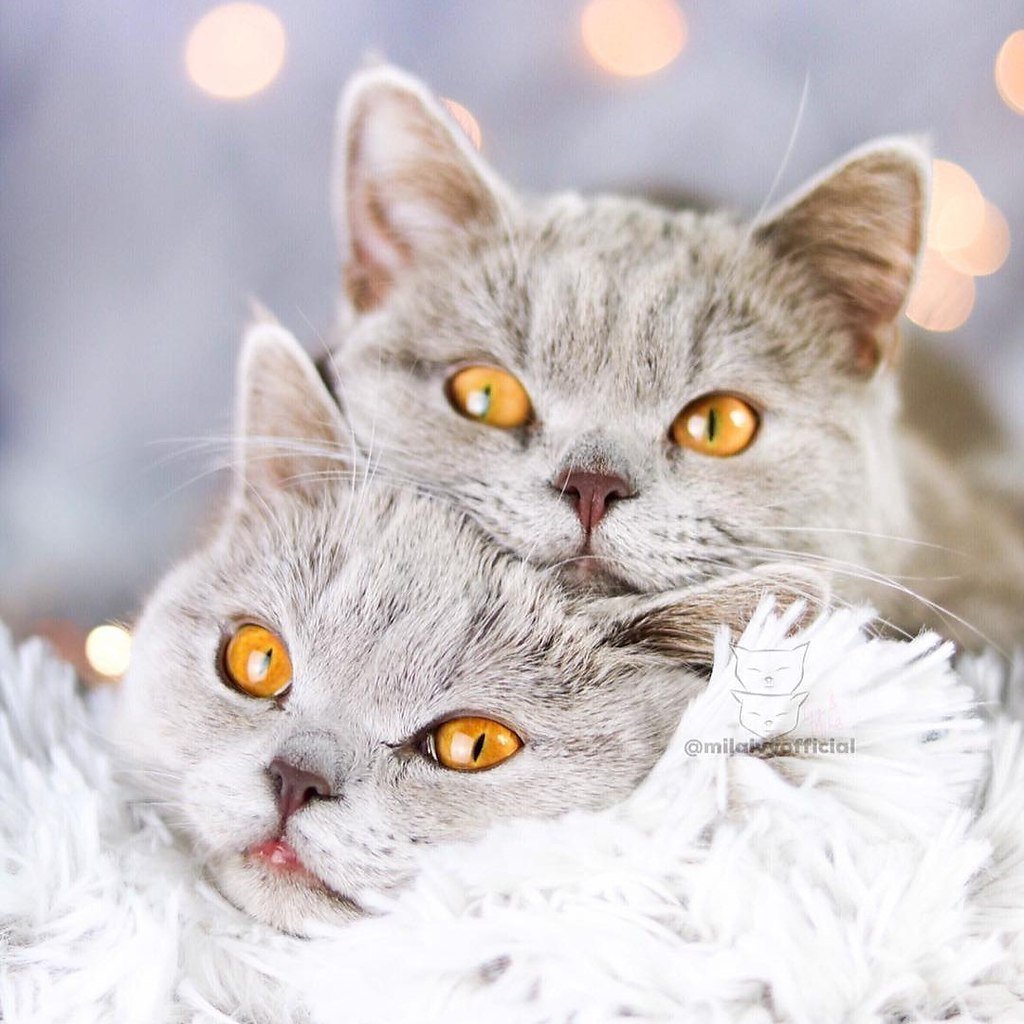 Два влюблённых котика (74 фото)