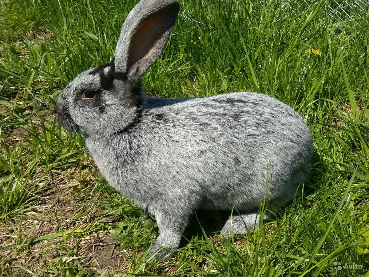 Rabbit is grey