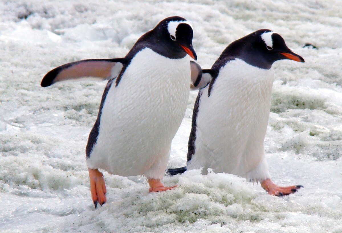 Пингвин обыкновенный (66 фото)