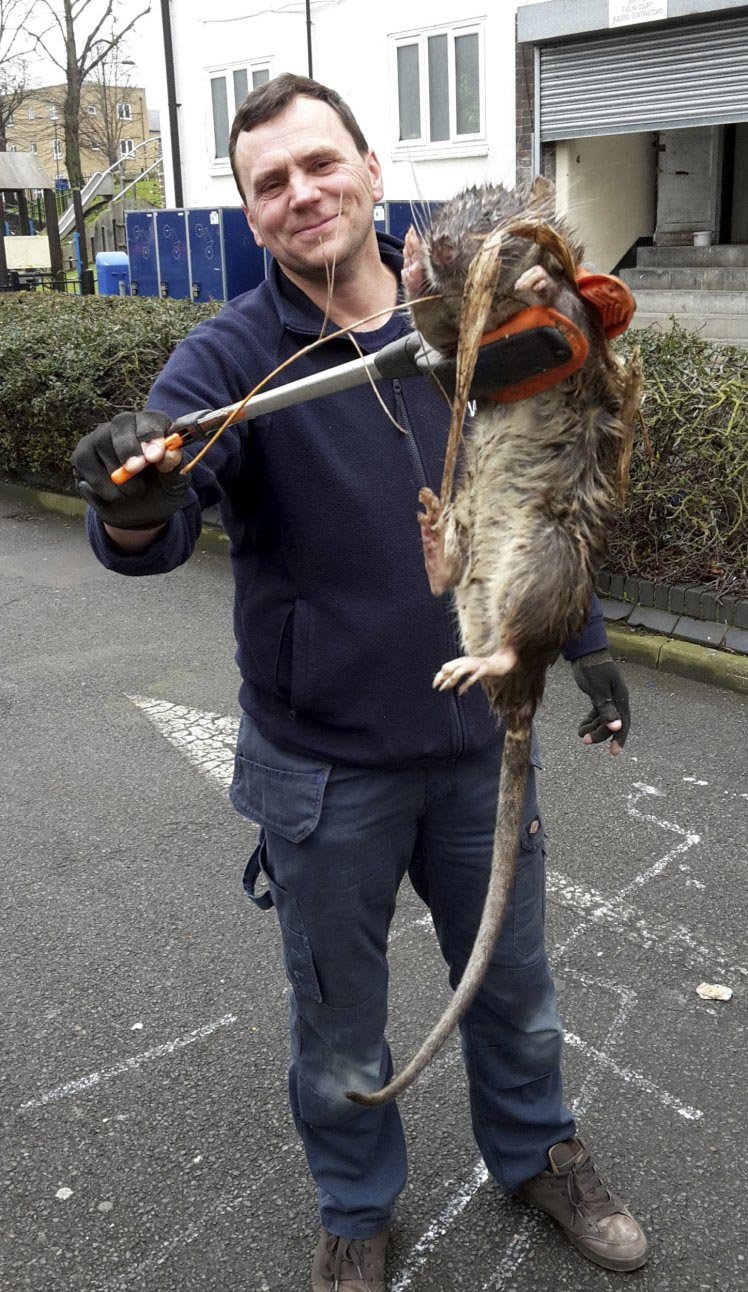 Самая большая пойманная крыса (72 фото)