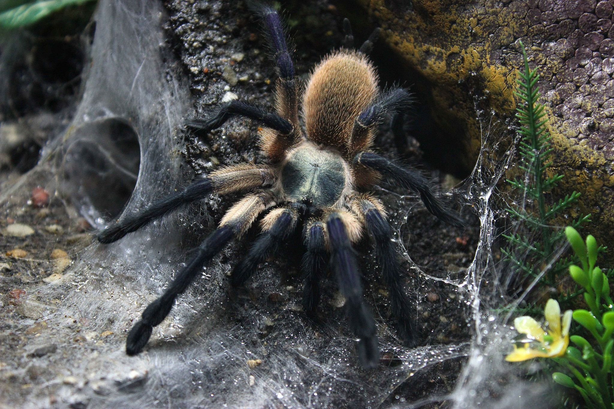 Канализационный паук (64 фото)