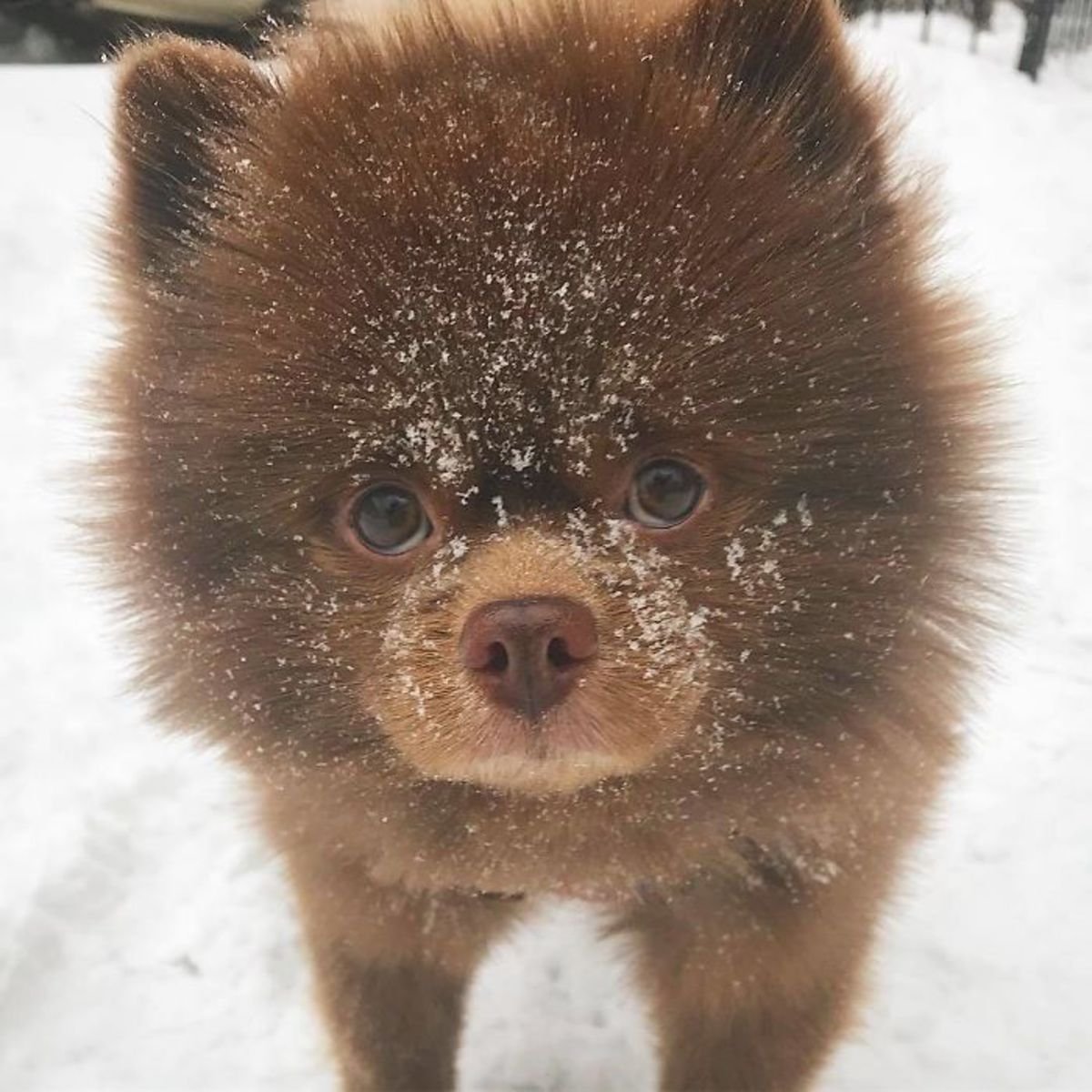 Фото Шпиц Медвежонок Щенята