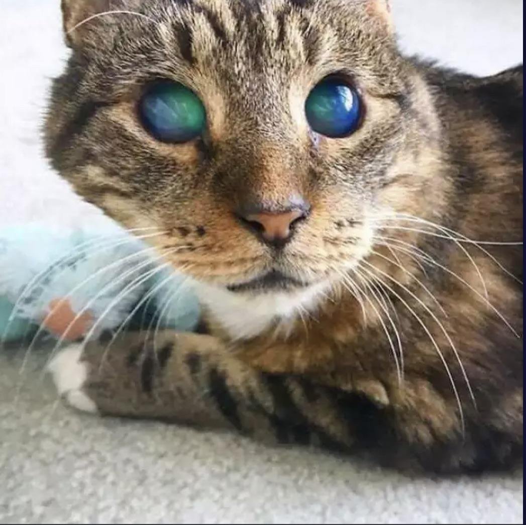 Слепой глаз у кота (41 фото)