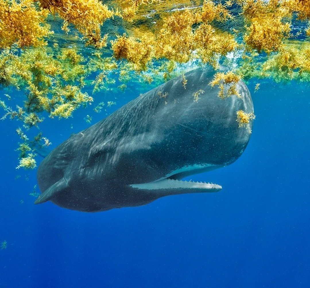 Карликовый синий кит (69 фото)