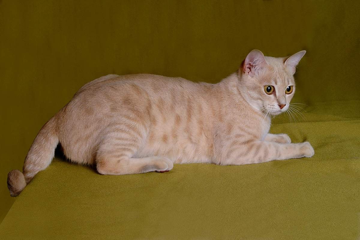 Порода кошек австралийская дымчатая (74 фото)