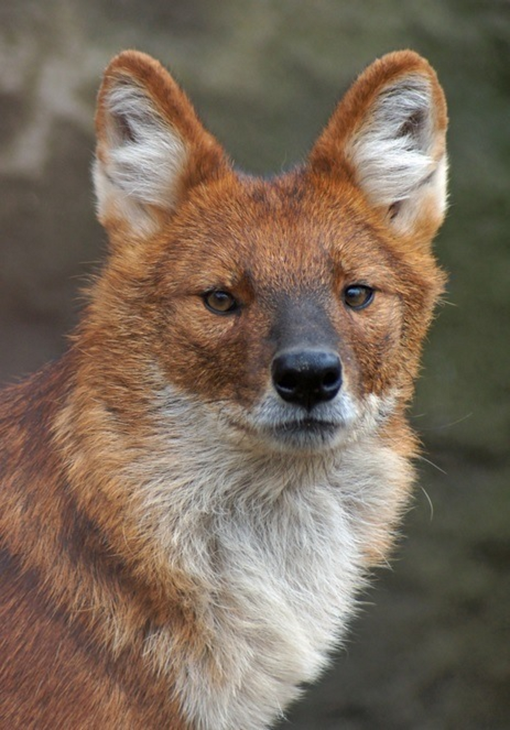 Красный горный волк. Тянь-Шанский красный волк. Красный волк (cuon Alpinus). Моголлонский горный волк.