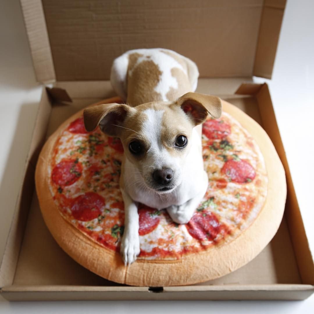 Собака и пицца (70 фото)