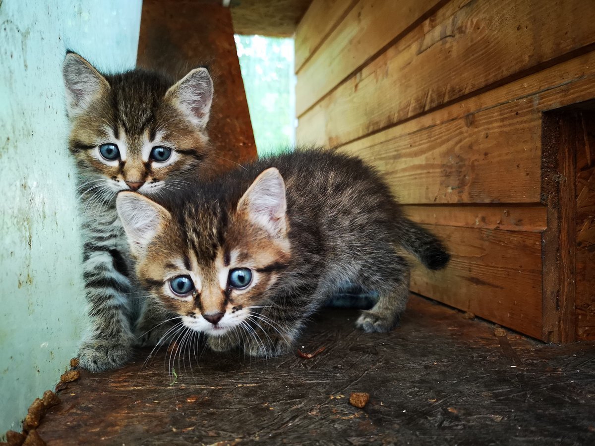 Фото Беспородных Котят