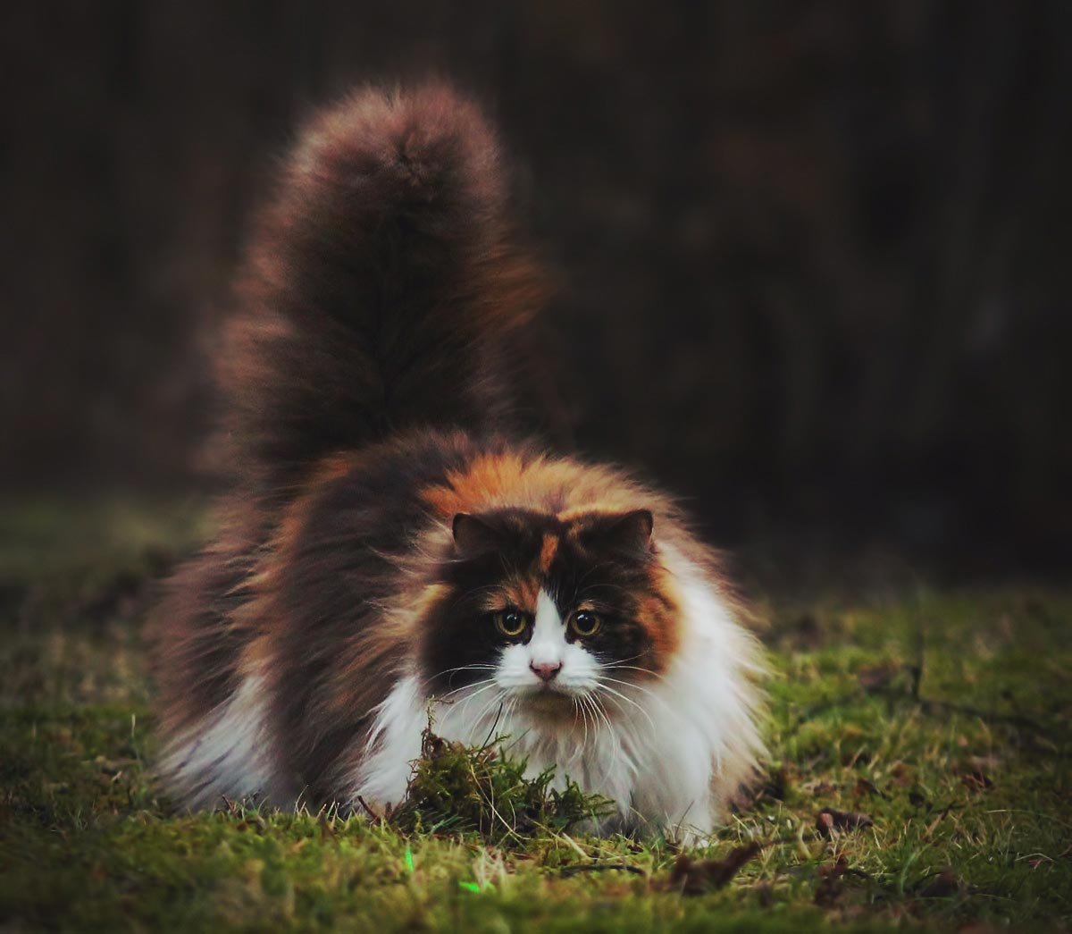 Трёхцветная кошка пушистая порода (75 фото)