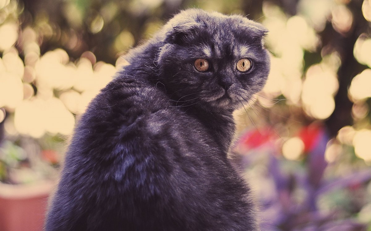 Вислоухие коты британцы черные (73 фото)