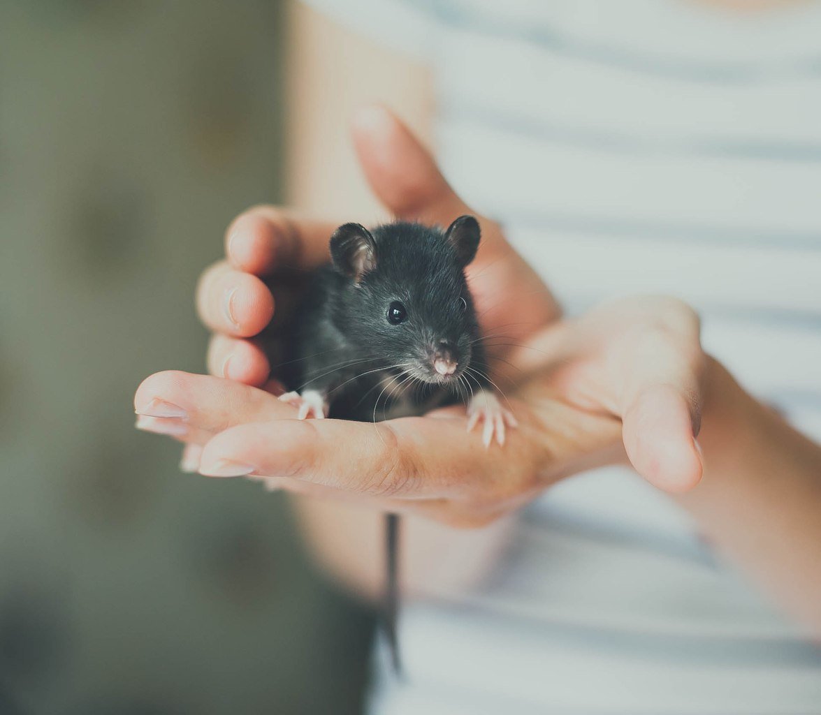 Ручные мышки (67 фото)