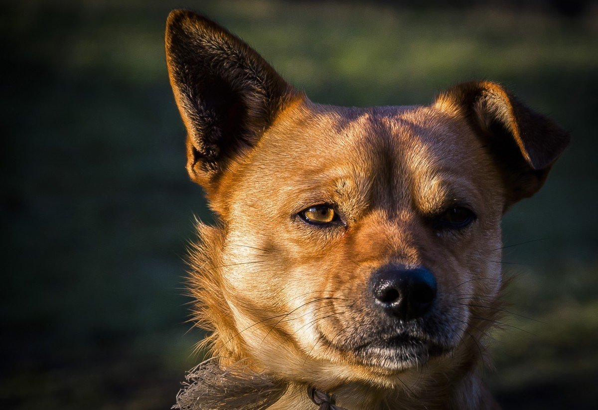 Порода собаки Бродяга (51 фото)