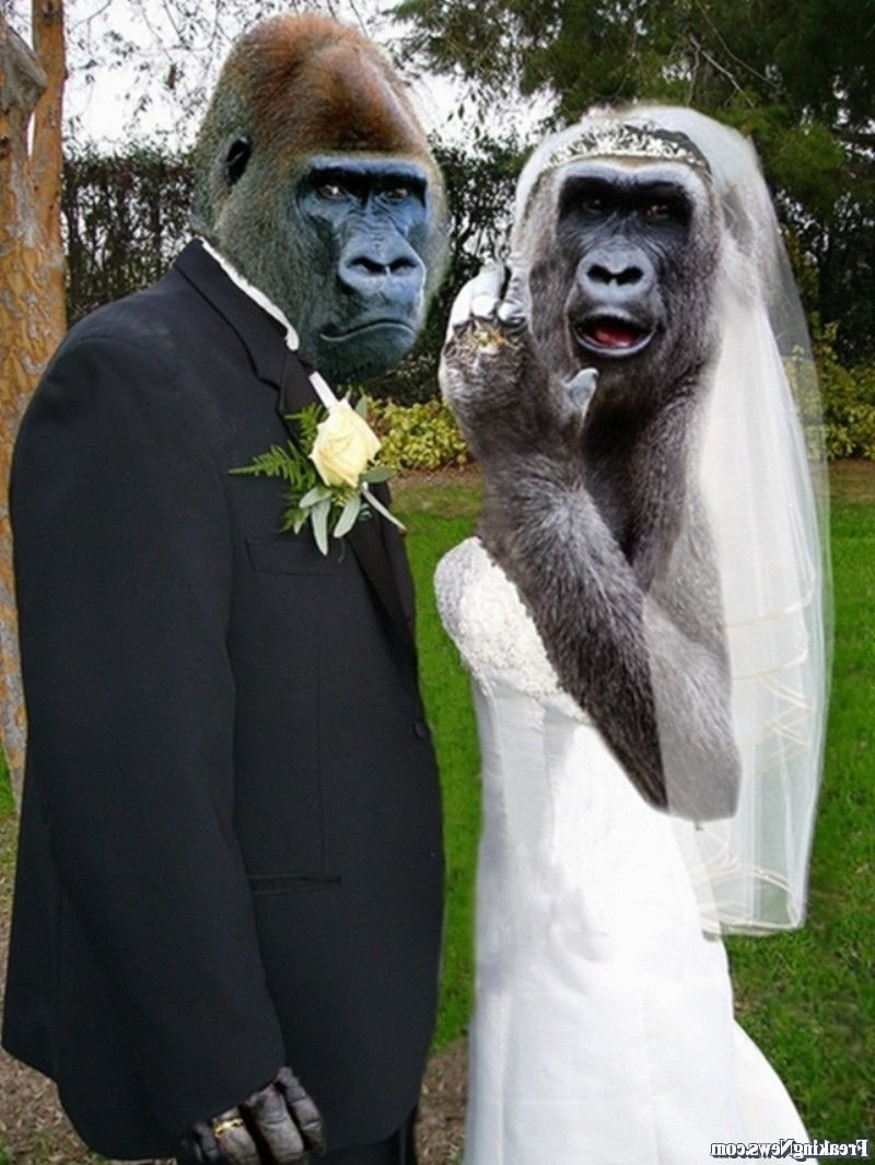 Свадьба обезьян (54 фото)