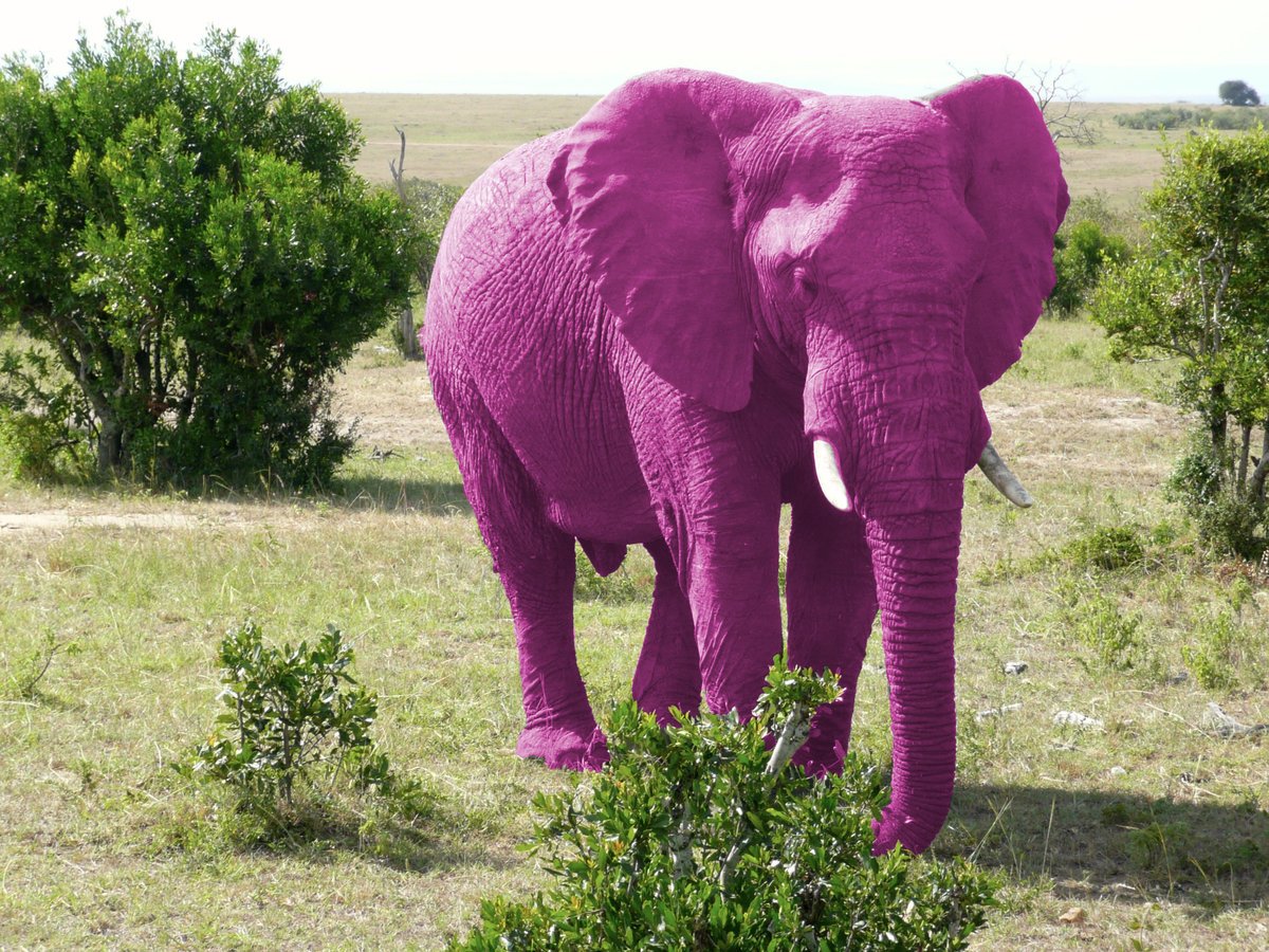 Розовый слон цветы (68 фото)