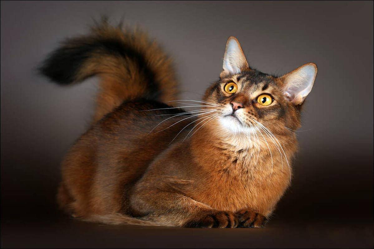 Абазинский кот (58 фото)