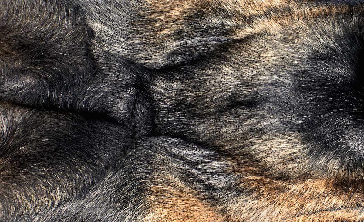 Шерсть собаки под микроскопом (63 фото)