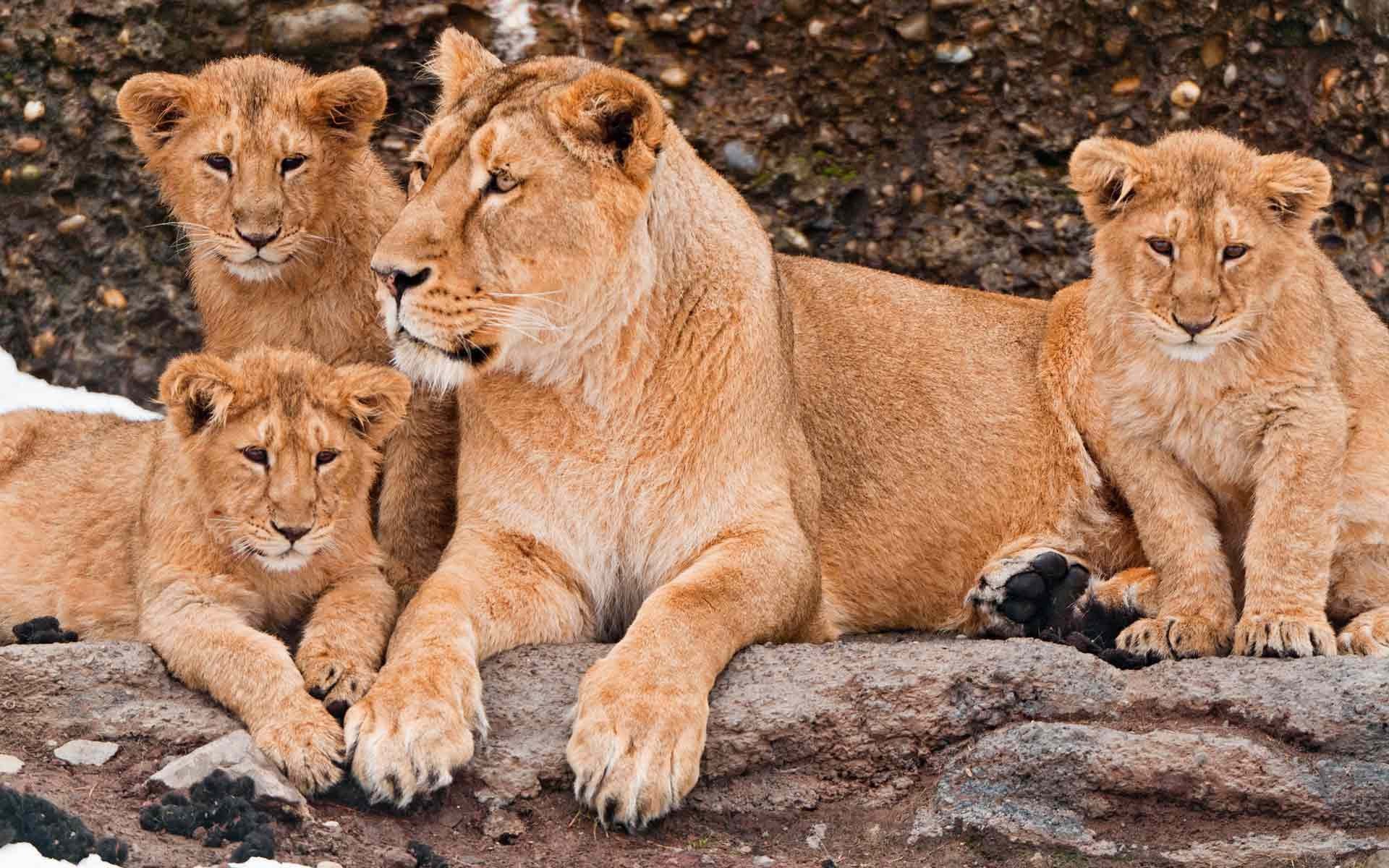 Лев какое семейство. Лев львица три львенка семья. Львица с 3 львятами. Семья Львов с 3 львятами. Лев львице с львицей и с тремя.