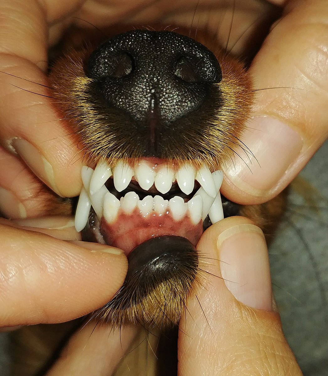 Зубы у йоркширского терьера (60 фото)