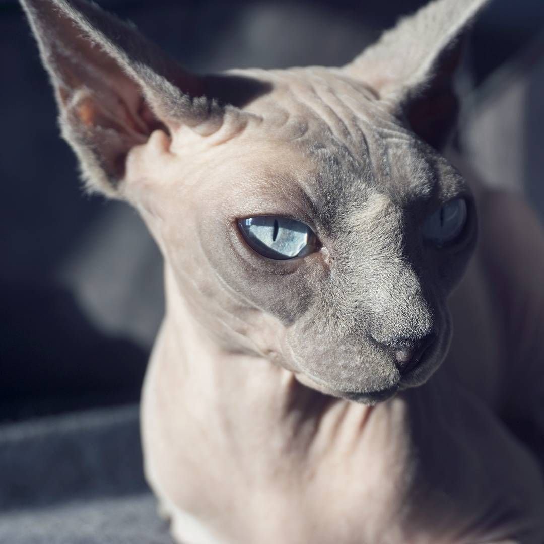 Сфинкс серый с голубыми глазами (70 фото)