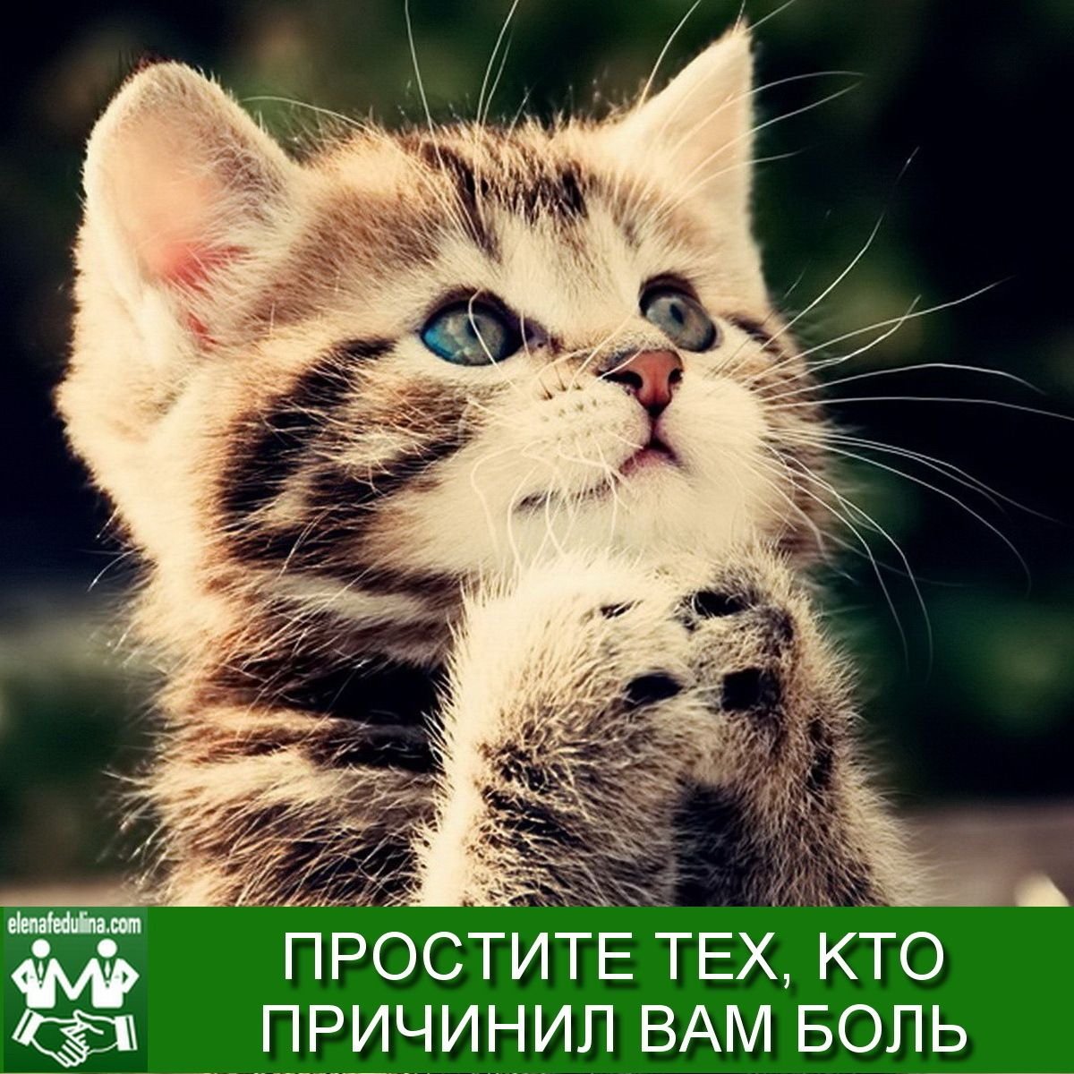 Котенок Просит Прощения Картинки