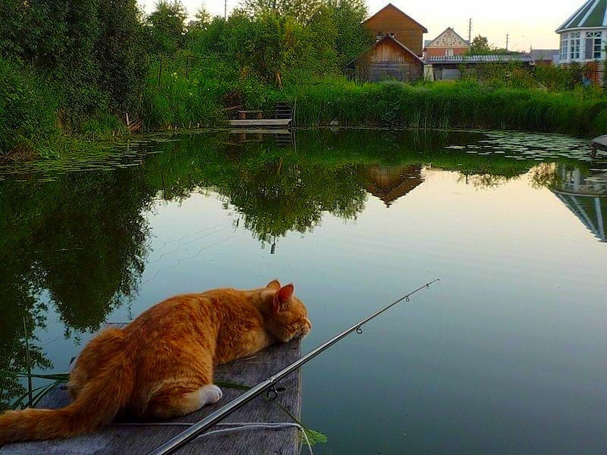 Рыжий кот на рыбалке (64 фото)