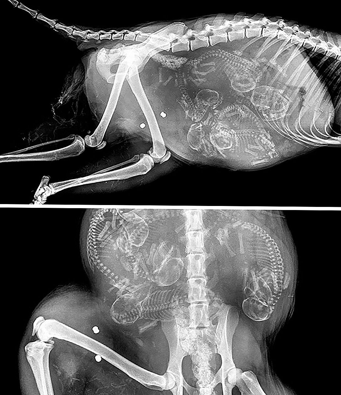 Рентген беременных животных (74 фото)