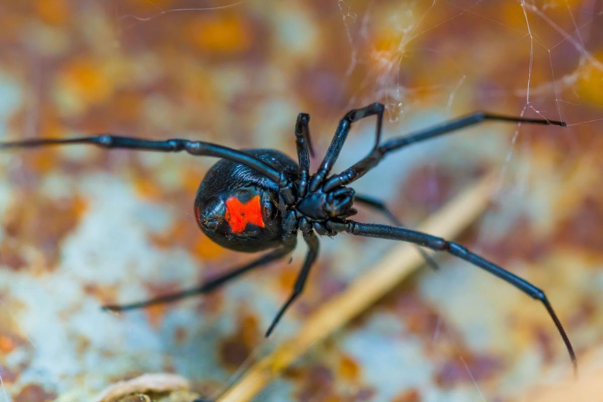 Жёлтосумный колющий паук (54 фото)