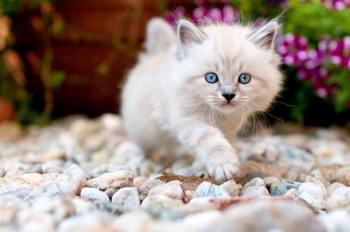 Красивый котенок с голубыми глазами (59 фото)