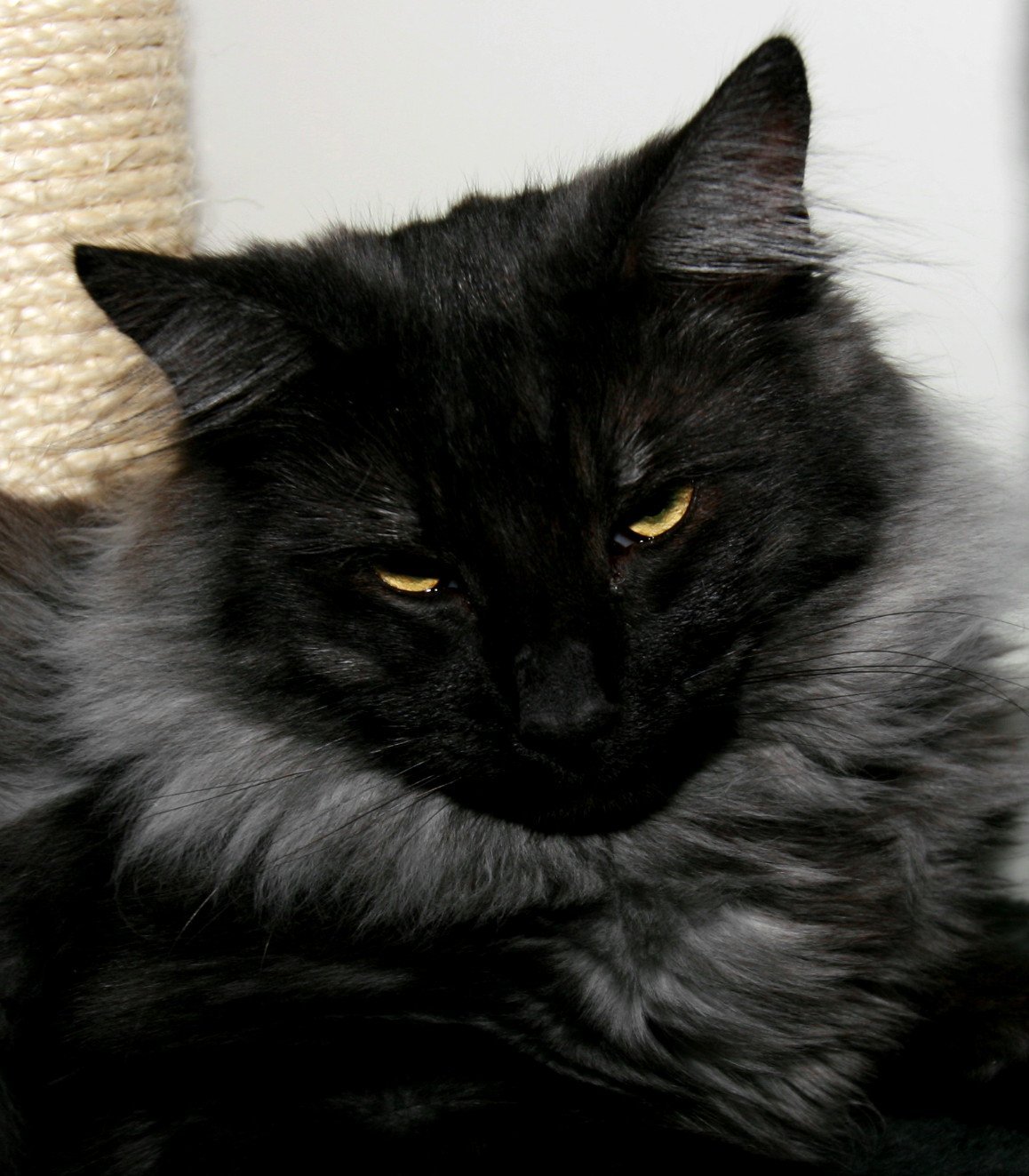 Сибирский кот черный дым (68 фото)