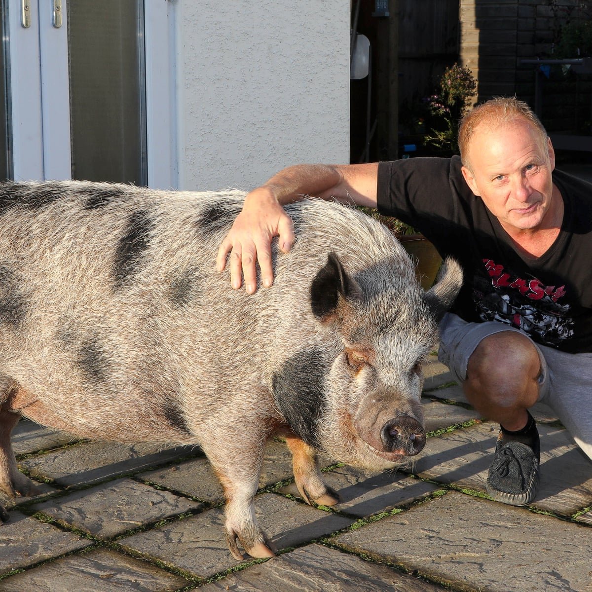 Мини Пиг вырос в большую свинью (73 фото)