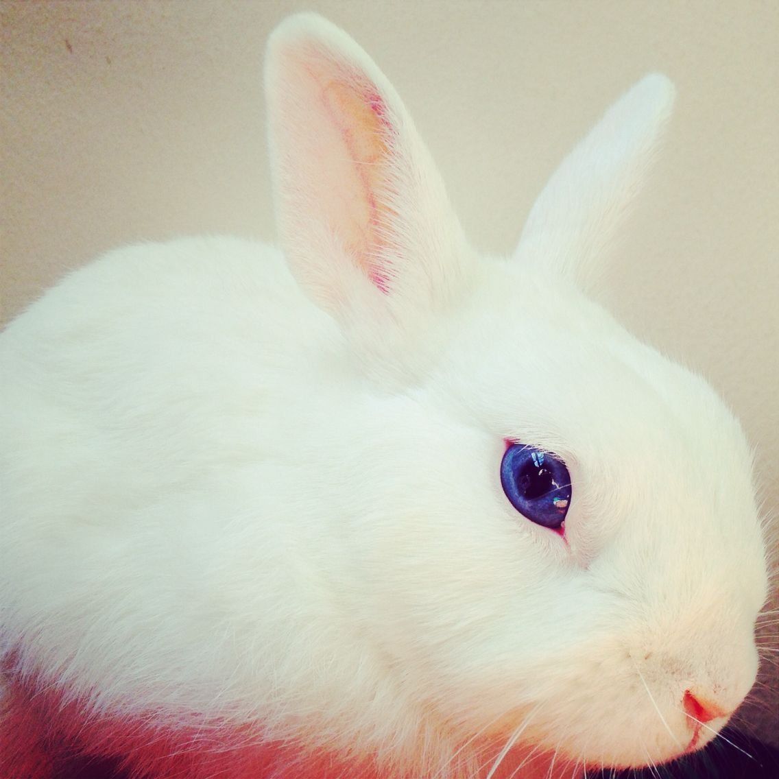 Белый декоративный кролик с красными глазами (66 фото)