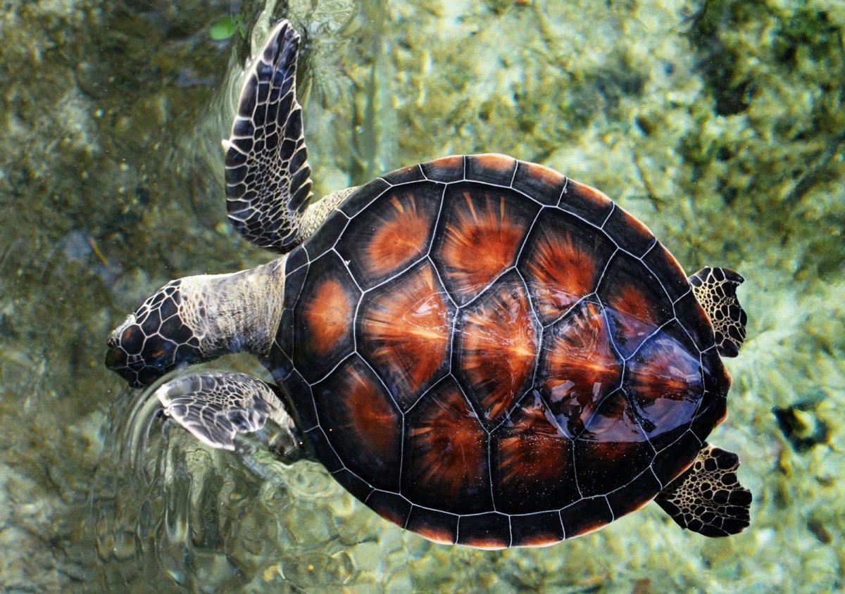 Панцирь морской черепахи (65 фото)