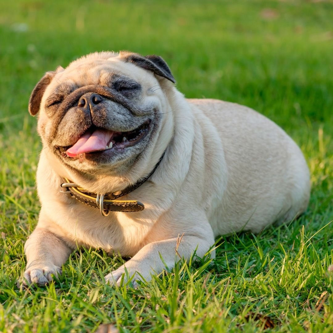 Dog smiling playtime. Порода Мопс. Чубася Мопс. Императорский Мопс. Карликовый Мопс.