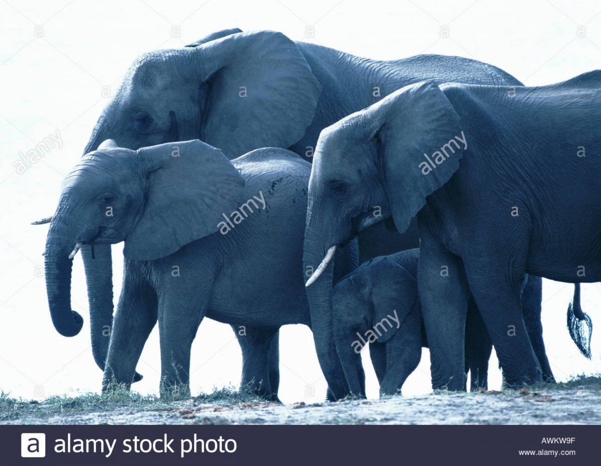 Синие слоны (63 фото)