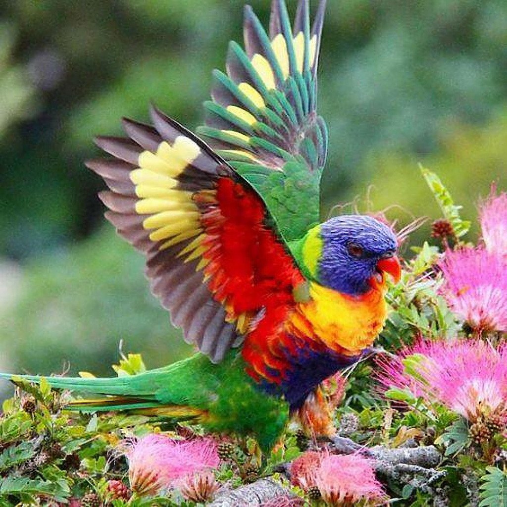 Красивые экзотические птицы (68 фото)