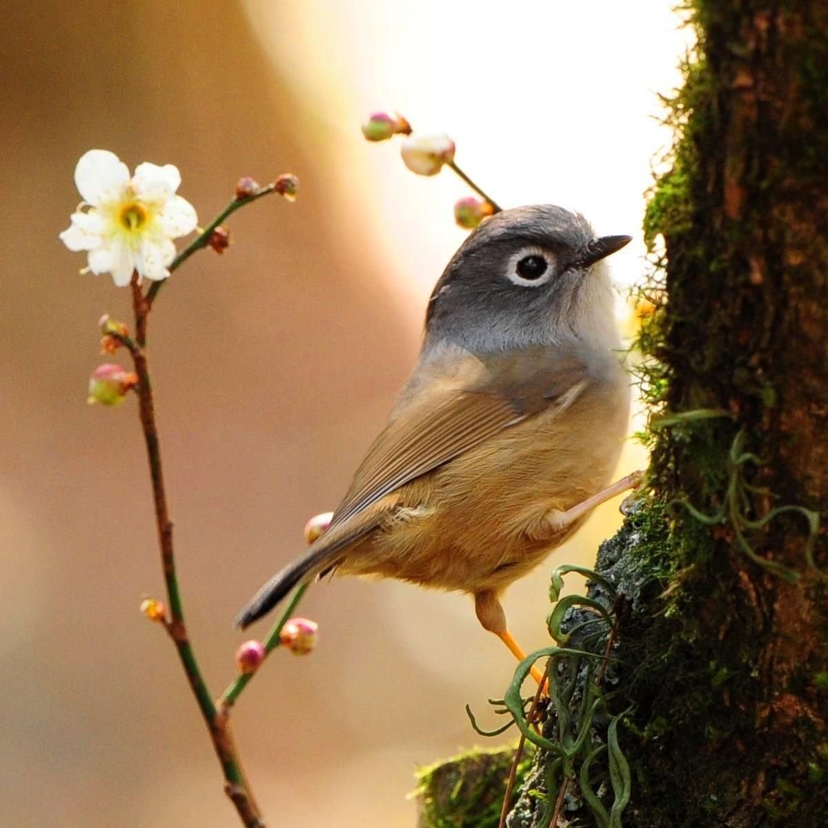 Красивые маленькие птицы (68 фото)