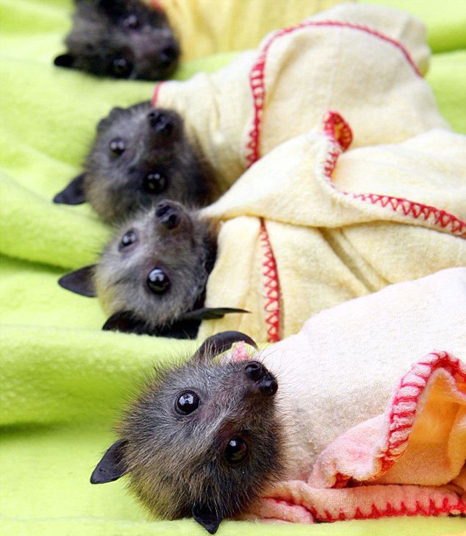 Новорожденные летучие мыши (71 фото)