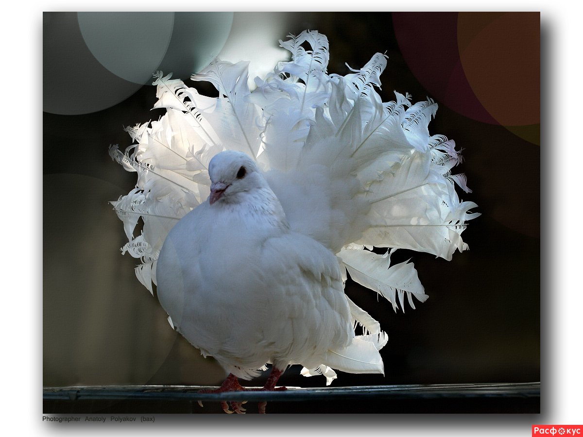 Порода голубей Павлины (71 фото)